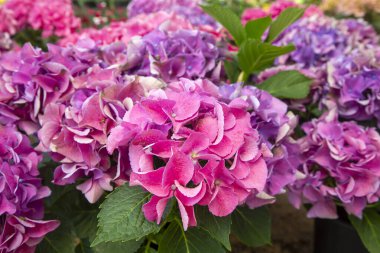 Hydrangea macrophylla flower in garden