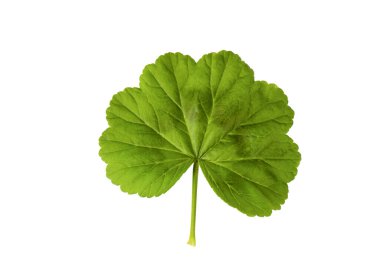 Sardunya çiçekleri ve yaprakları beyaz arka planda izole edilmiş. Pembe pelargonyum bitkileri koleksiyonu ve afişi. 