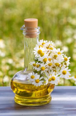 Cam şişedeki temel yağ taze papatya çiçekleri, güzellik tedavisi..