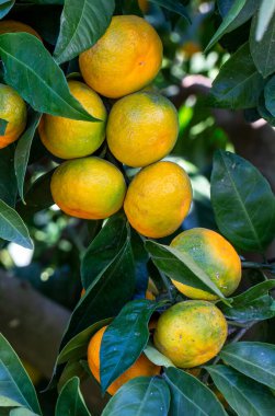 Ağaçlarda olgun mandalina portakalları. Ağacın üzerinde yeşil yapraklar olan portakal dalları, Mandalina güneşli bahçesi