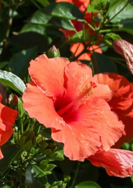 Amfibik çiçeği (Hibiscus rosa sinensis))