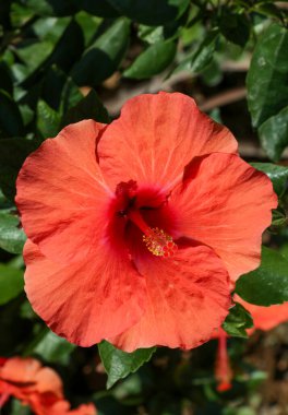 Amfibik çiçeği (Hibiscus rosa sinensis))