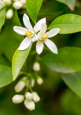 Taze portakal ağacı çiçeği, narenciye meyve çiçek