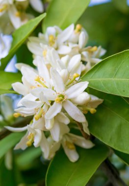 Olgun portakallar çiçek açan portakal ağacında asılı.