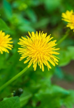 Karahindiba, taraxacum officinale, bahar çayırında çiçek. 