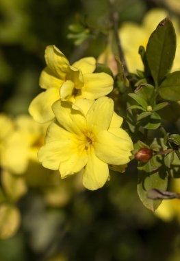 Wild flower; Scientific name: Jasminum mesnyi clipart