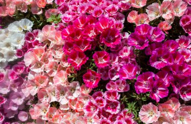 Toprak açelya çiçeği; godetia veya Clarkia amoena