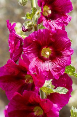 Yabani çiçek, Bilimsel isim; Althaea officinalis