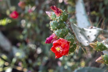 Dikenli armut (Opuntia bergeriana syn. Opuntia elatior)