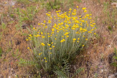 Helichrysum arenyumunu, immortel 'i, her zaman güneşli olan sarı çiçekleri yakından izleyin.