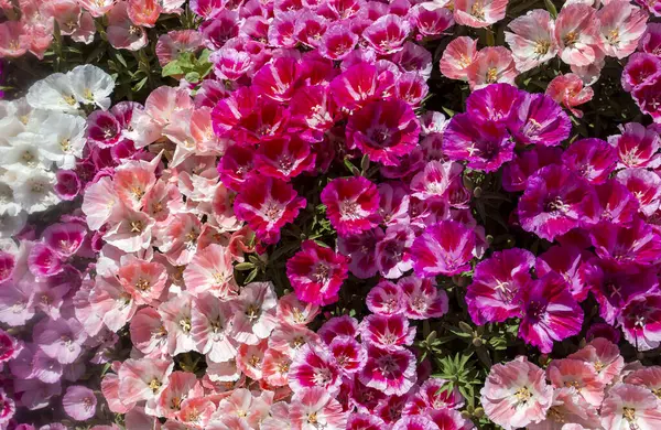 Toprak açelya çiçeği; godetia veya Clarkia amoena