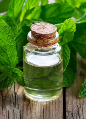 Bir şişe nane yağı ve nane yeşili yapraklar.