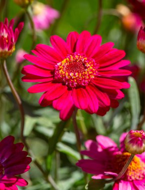 Argyranthemum Asteraceae familyasına ait bir cinstir..