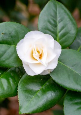 Güneşli baharda Japon kamelyası (Camellia japonica). Sütun botanik bahçeleri.