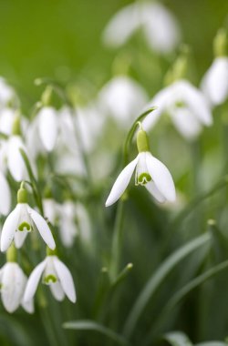 Galanthus is a genus of plants belonging to the Amaryllidaceae family. clipart