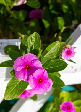 Pink color flower. Scientific name; Catharanthus roseus clipart