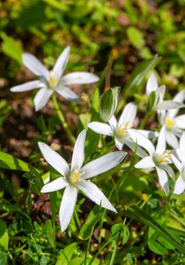 Ornithogalum umbellatum. Doğal ortamlarında yabani çiçekler.