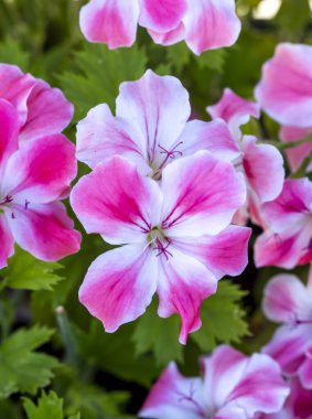 Kraliyet pelargonium çiçekleri - Pelargonium grandiflorum