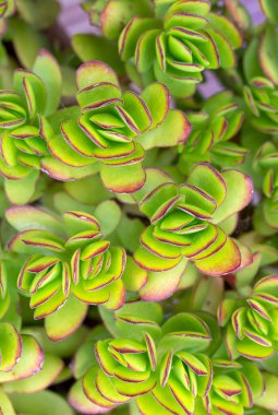 Para Ağacı Crassula ovata Sıcak Dudak. Bonsai tarzı. Ev için süs bitkisi