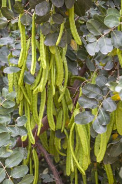 Keçiboynuzu ağacı, taze keçiboynuzu böğürtlen keçiboynuzu sağlıklı yemek, Ceratonia likörü