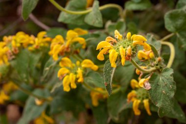 Phlomis russeliana (Türkçe: Türkçe: 