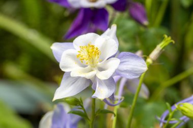 Aquilegia, Ranunculaceae familyasına ait bir cinstir..