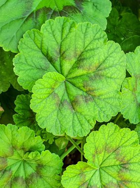 Sardunya (Pelargonium x hororum); oldukça yuvarlak, dalgalı kenarlı, kahverengi yapraklarla değişen yeşil yaprakların renkli dokuları..