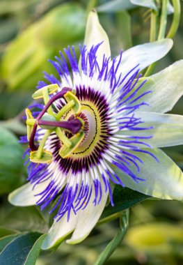 Passiflora 'yı kapatın. Tutku Çiçeği (Passiflora caerulea) yaprakları tropikal bahçede. Güzel tutku meyvesi çiçeği veya Passiflora (Passifloraceae)).