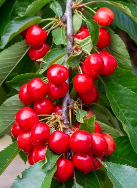 Yaprak lı ve saplı kiraz. Yaprakları ve sapları ile Kiraz. 