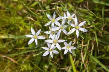 Ornithogalum umbellatum. Doğal ortamlarında yabani çiçekler.