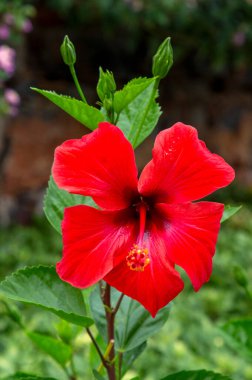 Kırmızı renkli çiçek, bilimsel isim; Hibiscus rosa-sinensis