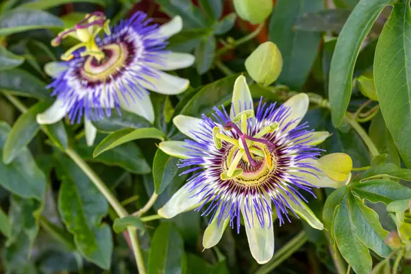 Passiflora 'yı kapatın. Tutku Çiçeği (Passiflora caerulea) yaprakları tropikal bahçede. Güzel tutku meyvesi çiçeği veya Passiflora (Passifloraceae)).