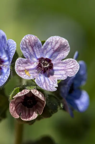 stock image Wild plant; scientific name; Cynoglossum creticum