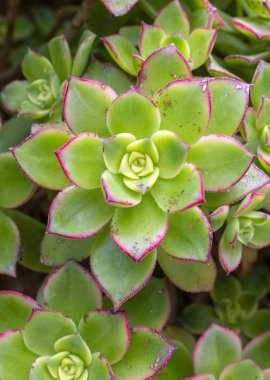 Tenceredeki sulu bitkiyi kapat.