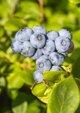 Türkiye 'nin İzmir kentinde hasat mevsiminde ağaçta bir sürü olgun meyve bulunan yabanmersini çiftliği. Yabanmersini toplama tarihi.