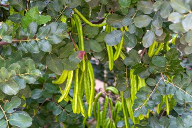 Keçiboynuzu ağacı, taze keçiboynuzu böğürtlen keçiboynuzu sağlıklı yemek, Ceratonia likörü