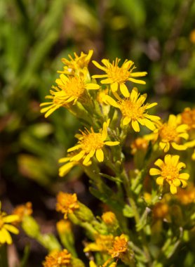 Yapışkan Paskalya sarı çiçekleri - Latince adı - Dittrichia viscosa