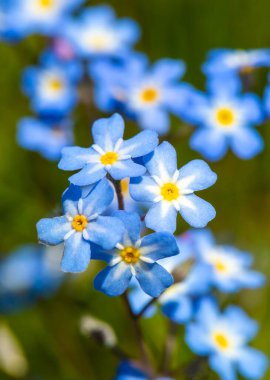 Myosotis akrepleri doğru ya da su-beni-unutma