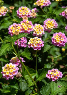 Lantana Camara 'yı kapatın. Yaz çiçekleri serisi, güzel Lantana Camara. Lantana ya da yabani adaçayı ya da altın kumaş ya da Lantana Camara çiçeği.