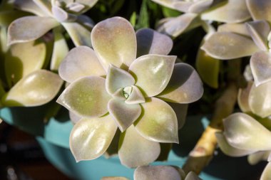 Saksılarda yetişen Graptopetalum paraguayense bitkisi.