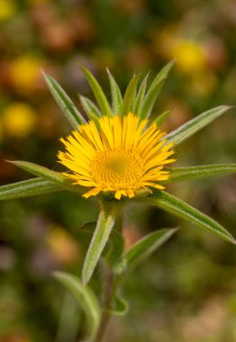 Yabani çiçek; Bilimsel isim; Pallenis spinosa