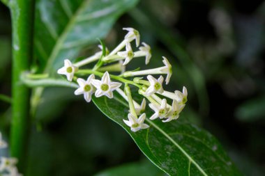 Cestrum nocturnum ya da Night Blooming Jasmine, bitkinin geceleri kokusu var.