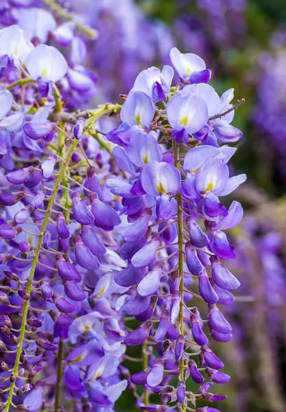 stock image Selective focus of purple flowers Wisteria sinensis or Blue rain, Chinese wisteria is species of flowering plant in the pea family, Its twisting stems and masses of scented flowers in hanging racemes.