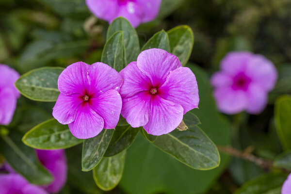 Розовый цветок. Научное название; Catharanthus roseus
