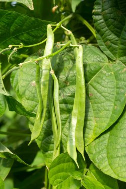 Organik, taze, taze fasulye tarlası.