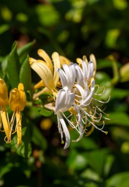 Sarı ve beyaz hanımeli grubunu kapat, Lonicera etrusca