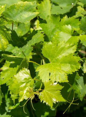 Taze organik yeşil üzüm yaprakları. Asma yaprakları.