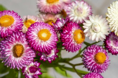 Helichrysum (Hasır Çiçek) açık havada çiçek açıyor. (Helichrysum braketatum)