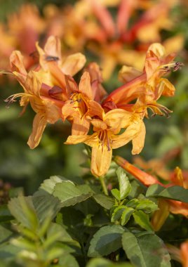 Tropikal bahçede hanımeli Burnu (Tecomaria capensis) portakal çiçekleri