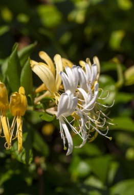 Sarı ve beyaz hanımeli grubunu kapat, Lonicera etrusca